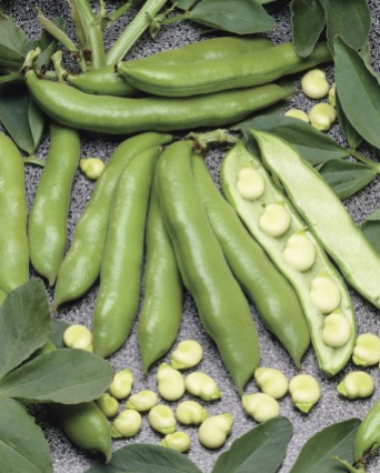 Gourganes (Broad/fava beans)